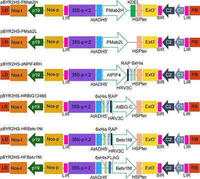 RAP Tag and PMab-2 Antibody: A Tagging System for Detecting and Purifying Proteins in Plant Cells